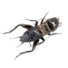 icone ipad